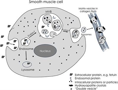 Lipoproteins in Cardiovascular Calcification: Potential Targets and Challenges